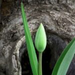 Een natuurwandeling door het Gooi