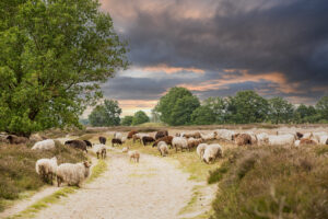 Wandelen in zomers Oostenrijk