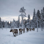 Laaiend over magisch Lapland