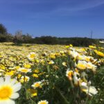 Fietsfeest op ingetogen Ibiza