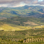 Groen fietsen in authentiek Andalusië