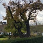 Hofjes en Haagse Heerlijkheden