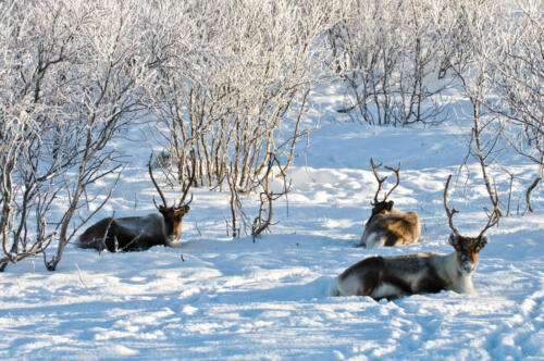 Reindeer in Gabba safari-park Kirkenes
