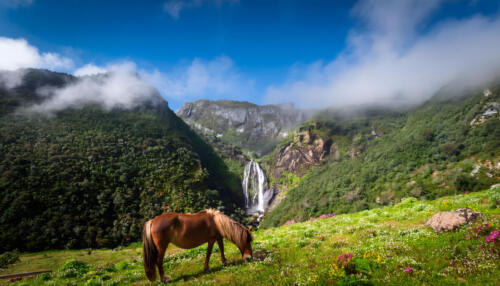 A wild pony grazes serenely in a vibrant meadow at Peneda Geres National Park. The surrounding hills are shrouded in mist, and a waterfall cascades in the background, creating a serene atmosphere
