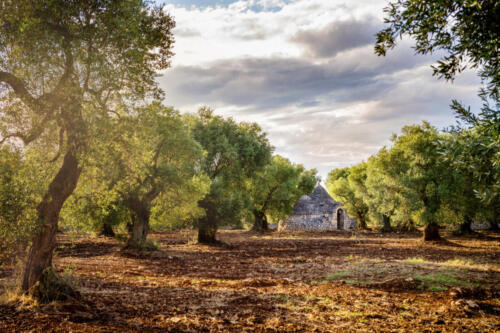 Trulli with olive grove. Val d'Itria - Puglia (Apulia) - Italy