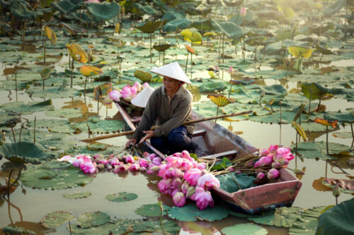 Agriculture is harvesting lotus in the swamp.
