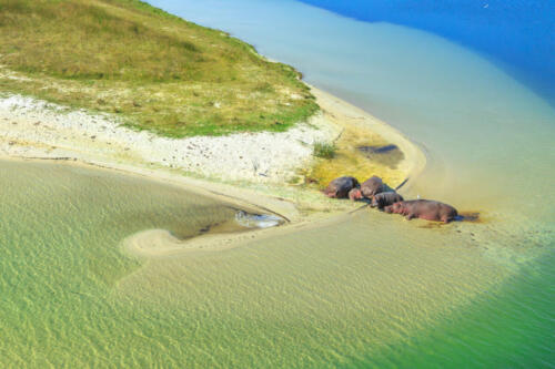 Hippopotamus on a river