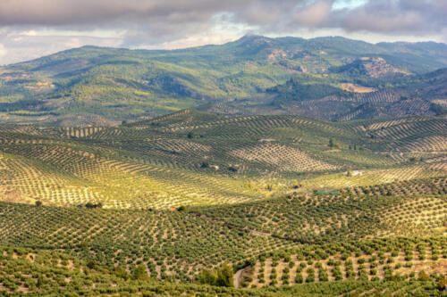 Landscape of olive trees in La Iruela, Sierra de Cazorla, Jaen, Andalusia, Spain.