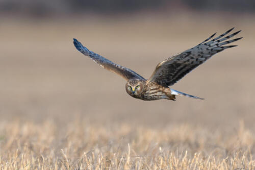 Northern Harrier (Circus cyaneus). Hen Harrier or Northern Harrier is long-winged, long-tailed hawk of open grassland and marshes.