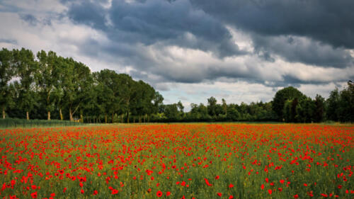 A beautiful red ploppy field nearby the small place Heeze in the