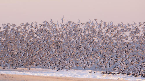 A very large flock of oystercatchers and bar-tailed godwits on the beach on a winter day.