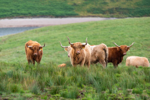 Highland cattle, Wales