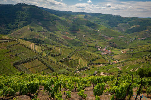 Grape vines growing on the banks of the Dourro river in the Douro Valley of Portugal