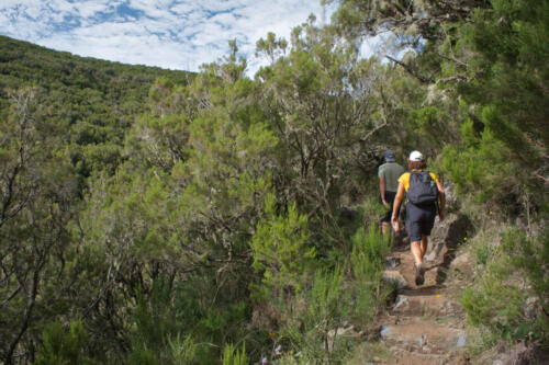 Calheta, Madeira, Portugal – July 4 2023: A middle-aged couple walking on the Levada do Alecrim trail surrounded by lush green trees on the island of Madeira in summer.