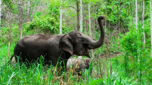 Chill-Elephant-Discovery-in-Chiang-Mai