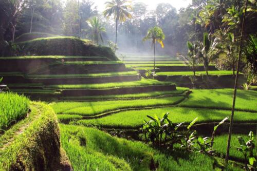 Tegalalang Rice Terraces 03