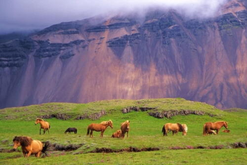 ijslandse-paarden-csld